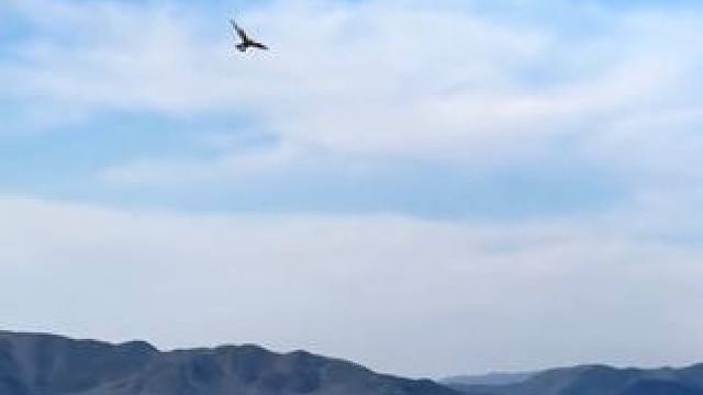 阿拉伯土豪训练宠物游隼捕猎 #国外视频分享 #奇妙的动物 #宠物