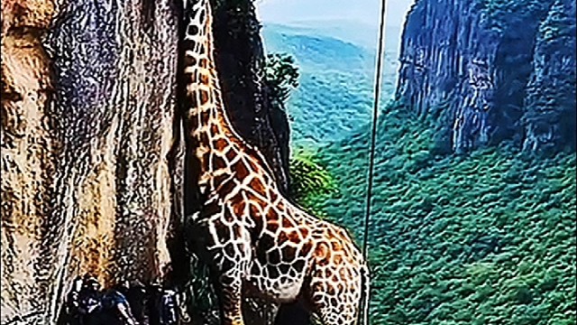 解救长颈鹿场景…