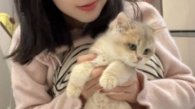 给我看看你的小猫吧#日常vlog #萌宠vlog #我和我的猫 #可乐记帐