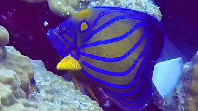 带你遨游五彩缤纷的海底世界#海底世界真奇妙 #蓝色治愈系 #风景如画的地方