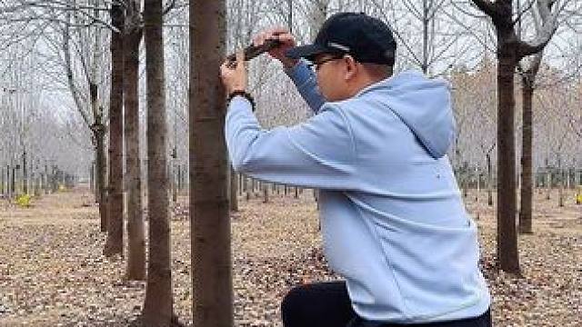 秋冬的小树林试试这样拍，简单几个镜头拍出秋冬氛围小短片#拍摄技巧 #拍出电影感 #秋冬氛围感 #小树