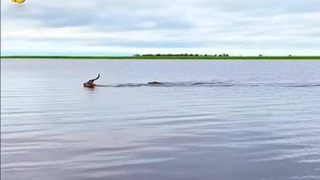 这一幕真是太惊险了，简直是动物界的奇迹，鳄鱼追羚羊#神奇动物在这里 #野生动物零距离 #动物世界