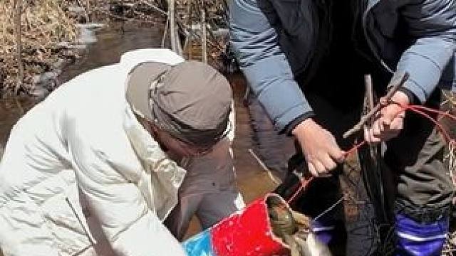 #户外捕鱼 #好多鱼