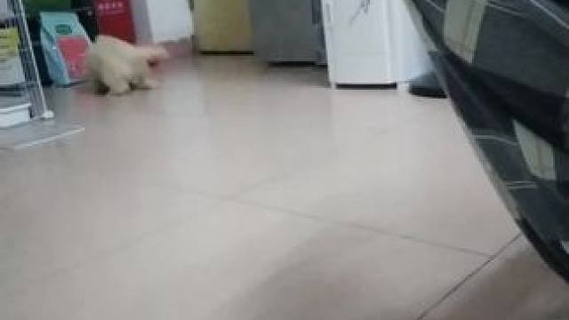 #笨蛋小狗 宠物博主