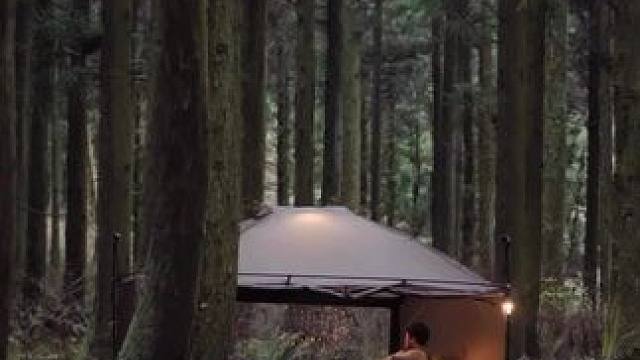 在这样的林子里露营你会害怕吗 #露营报告