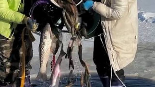 #户外捕鱼 #好多鱼