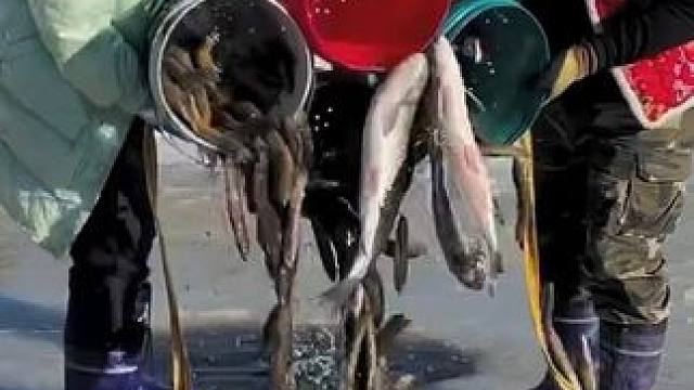 #户外捕鱼 #好多鱼