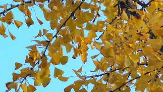 #身边的风景 #一草一木