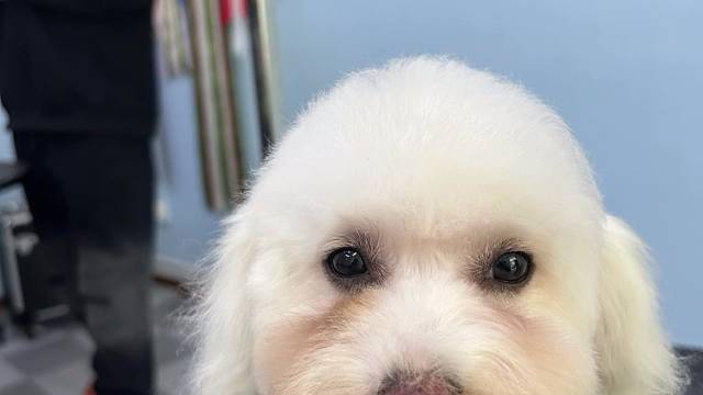 主页一定有你家的狗狗