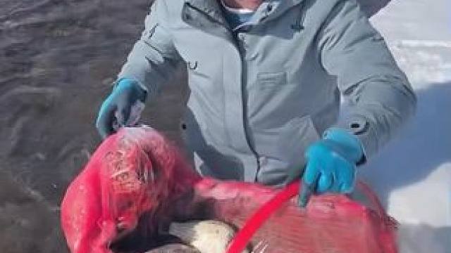 #户外捕鱼 #好多鱼