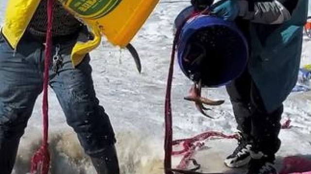 #户外捕鱼 #好多鱼