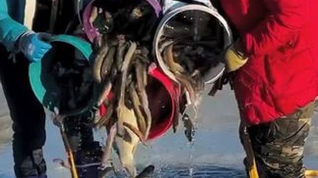 #户外捕鱼 #好多鱼