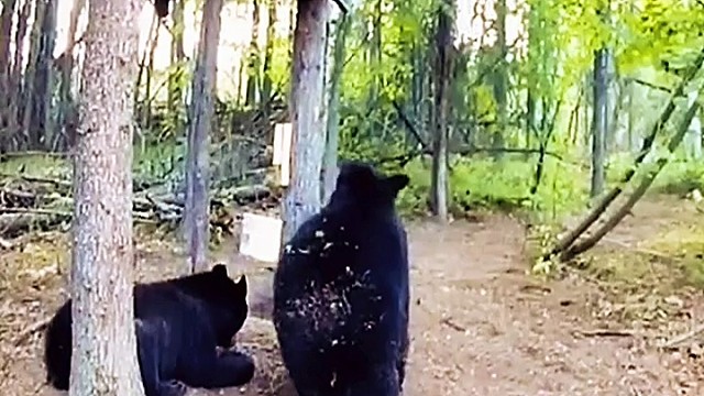 国外合法狩猎…