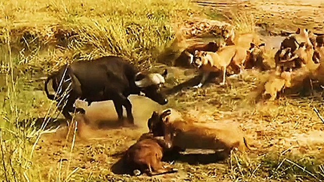 公牛操作失误…