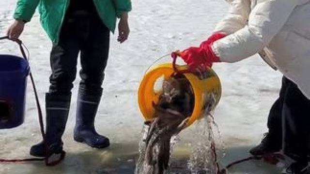 #户外捕鱼 #好多鱼