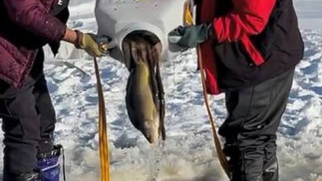 #户外捕鱼 #好多鱼