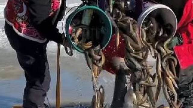 #户外捕鱼 #好多鱼