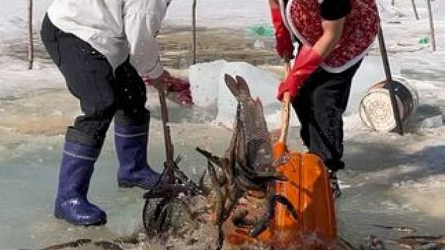 #户外捕鱼 #好多鱼