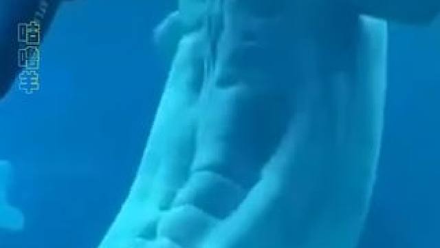 你怎么连#白鲸 都不如啊！#腹肌#动物#可爱到爆炸