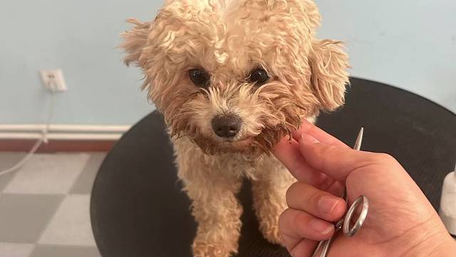 看看为啥要洗澡美容吧