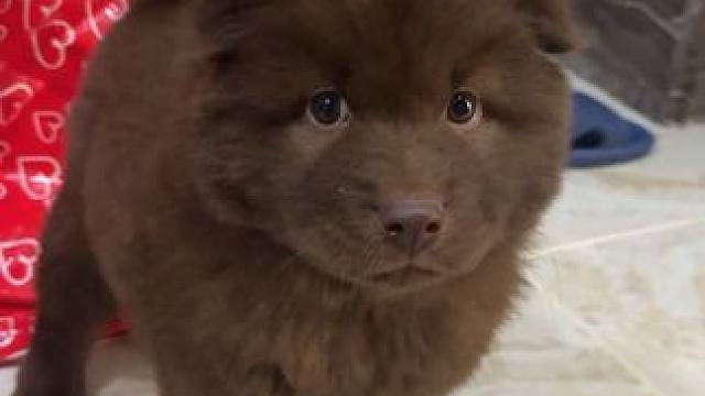 六六现在进入尴尬期了，好丑啊像一个大叔一样，小时候那么可爱呜呜呜#五红犬 #土松