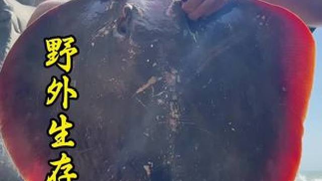 野外生存 第40集｜台风大浪后，大海淘汰上来不少大货#户外 #野外生存 #探险 #内容启发搜索 #潮