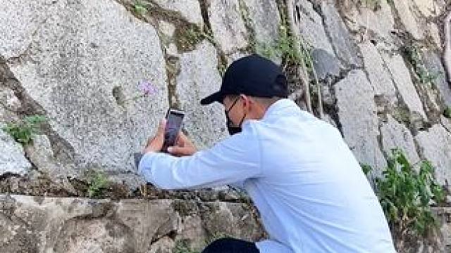 石洞里野花试试这样拍｜绝境逢生，改变不了环境就要学会改变自己，战胜困难超越自己，生命的顽强不在乎它生