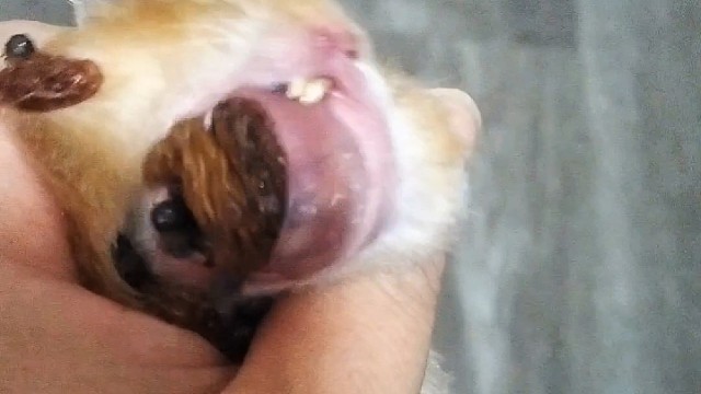 这是啥玩意啊？居然被评为直播精彩瞬间！