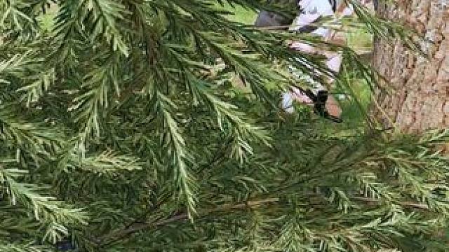 电子竞技不需要视力#pubg #绝地求生