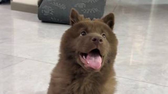 不是这对吗，三个月的小狗力气咋这么大呢，我都要拽不过他了#土松 #五红犬 #山牛红