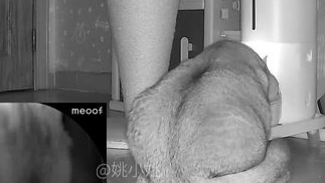 阿蛋用自动喂食器还挺顺手的嘛 #记录猫咪日常 #萌宠成精必有一套 #监控下的一幕