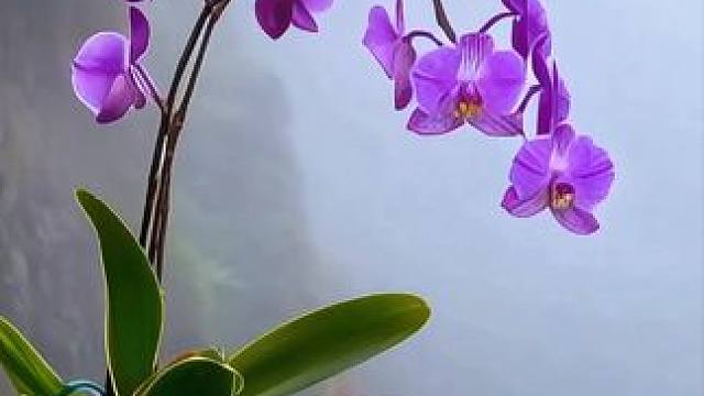 顶崖石缝绽孤花， 绝处求生志可嘉。 风舞霜侵颜未改， 香飘云际韵无涯。#好看的花一定要分享给你 #顽