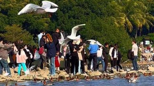 每年冬天海鸥都会如约而至，你会来吗？#深圳湾 #带你去看海鸥