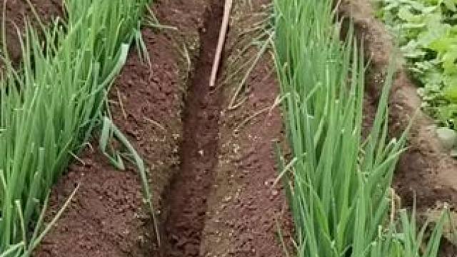 #自己种的纯天然的绿色蔬菜 #田间地头走一走 要吃菜的来的咯