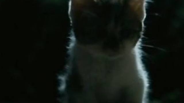 为蓝骑士点赞#治愈 #正能量 #感人 #泪目 #动物