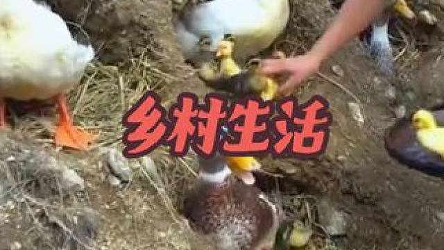 #我的乡村生活#三农#荒野建造#美女