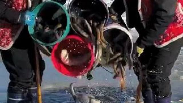 #户外捕鱼 #好多鱼