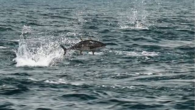 #12月的鱼应该怎么钓 #这鱼哪个钓友看了不羡慕 #海钓