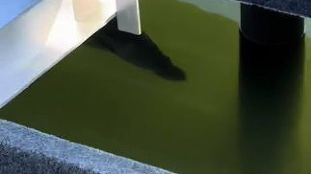 这鱼哪个钓友看了不羡慕~