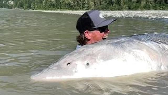 #这鱼哪个钓友看了不羡慕 #12月的鱼应该怎么钓 #每个钓鱼人都有个百斤