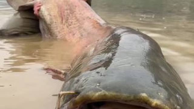 #这鱼哪个钓友看了不羡慕 #12月的鱼应该怎么钓 #每个钓鱼人都有个百斤