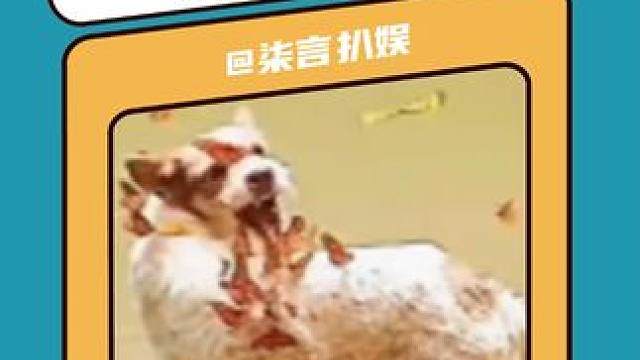 蝴蝶舔狗 #动物的迷惑行为 #动物趣事 #看一遍笑一遍 #狗狗