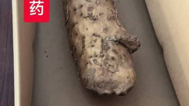 野生山药 #野生山药 #现挖现发 #山货 #滋补养生食材