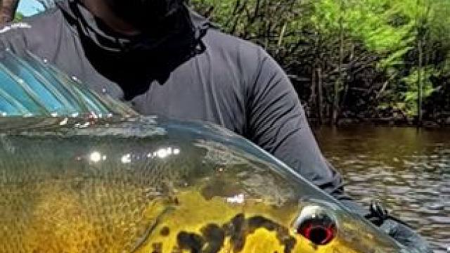 漂亮的孔雀鲈 #国外视频分享 #好大一条鱼 #钓鱼的乐趣只有钓鱼人懂