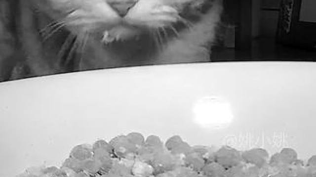 哈哈哈哈阿蛋嘴角还挂着鸡胸肉 #监控下的猫咪 #小猫咪是看不腻的