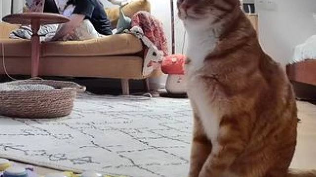 猫咪用声音键对主人表示爱