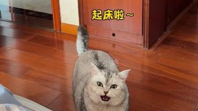 想睡个懒觉都难 #它只是不会说话其实它什么都懂 #小猫咪是看不腻的