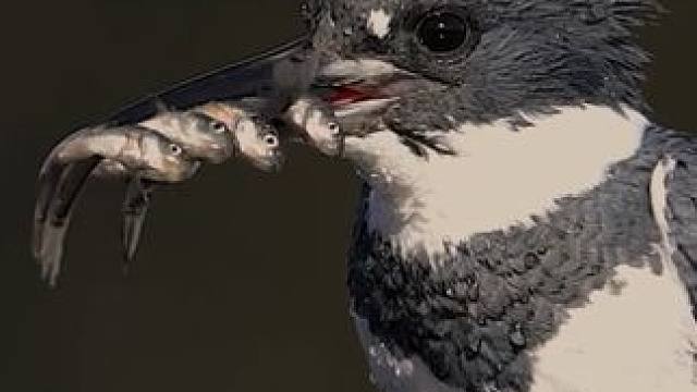 翠鸟捉小鱼 #国外视频分享 #奇妙的动物 #野生动物零距离