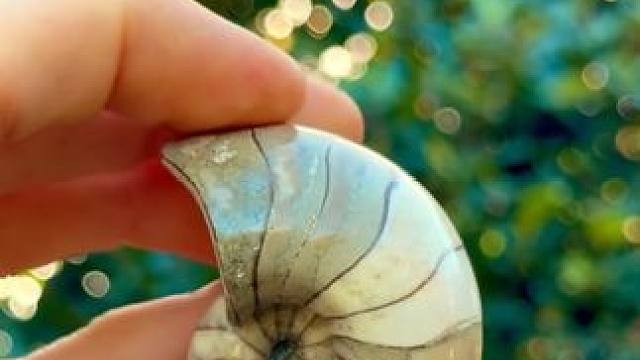 遍地都是古生物化石 #国外视频分享 #古生物化石 #古生物 #化石