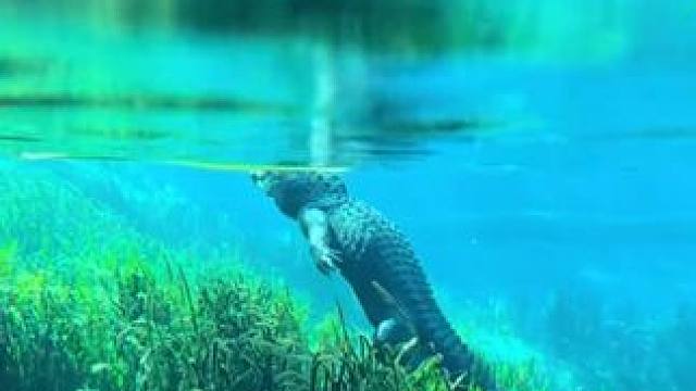 #国外视频分享 #野生动物零距离 #鳄鱼